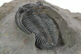 Fossil Zlichovaspis Trilobite - Atchana, Morocco #347297-5